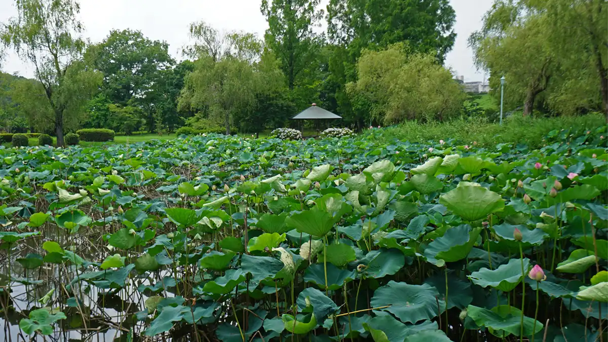 水戸市偕楽園公園（茨城県立歴史館）のハス池の東側のハス開花景観写真