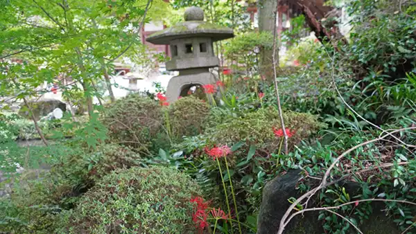 普門寺の庭園斜面西側の彼岸花の開花景観写真