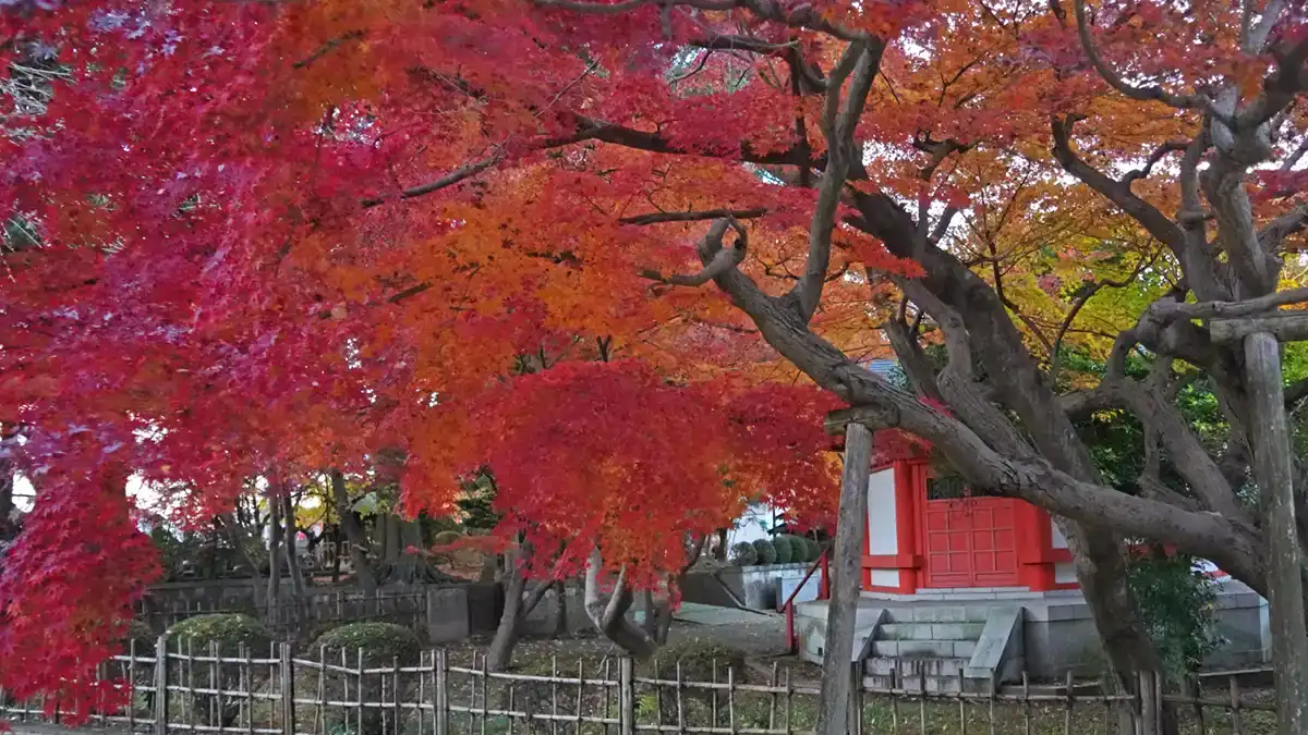 水戸市の薬王院の聖天堂前の紅葉景観写真