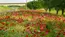 鬼怒川フラワーラインのポピー畑のポピー開花の景観